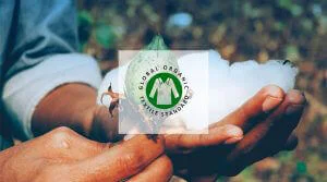 Warum Bio-Baumwolle wählen: die Zertifizierung nach dem Global Organic Textile Standard (GOTS).